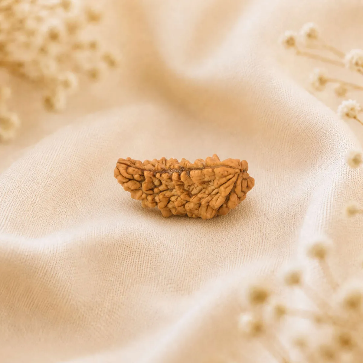 1 Mukhi Rudraksha